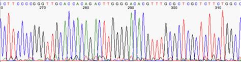 chromatograms|sequencing chromatogram analysis.